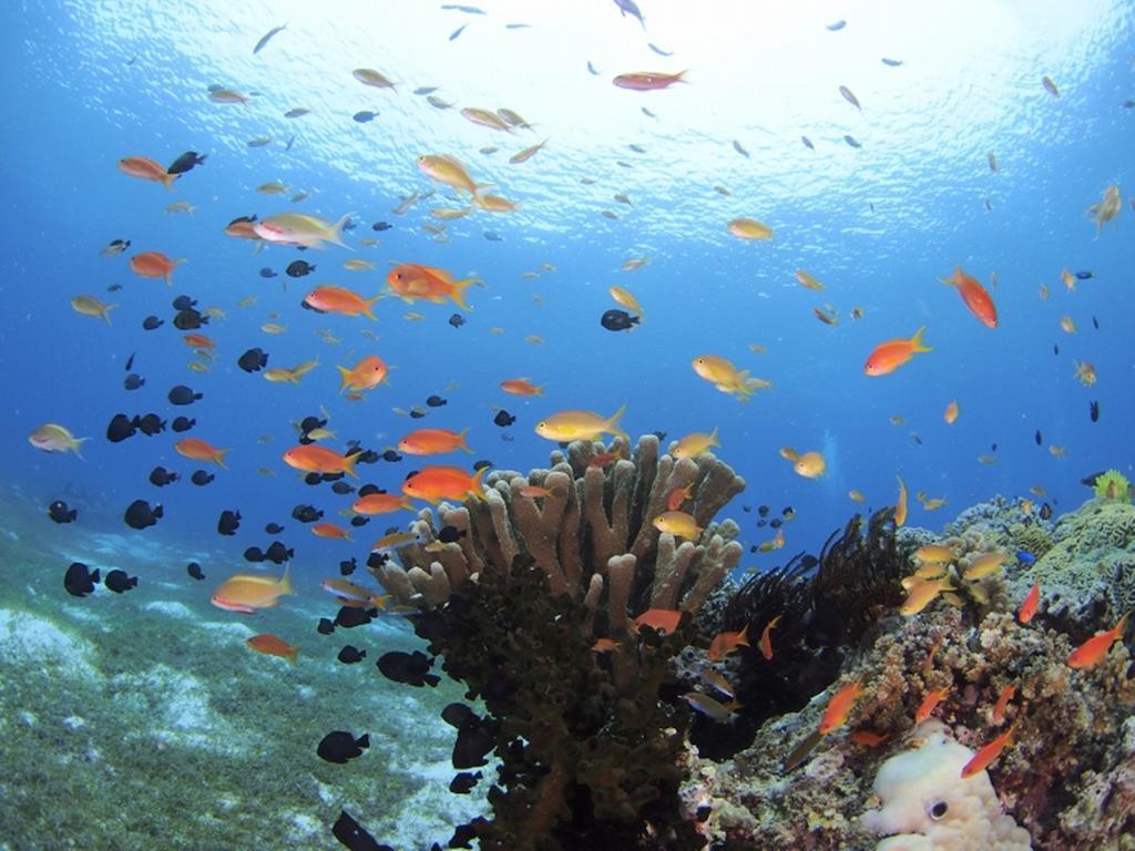 فندق ساوث بالمز ريزورت بانغلاو بنغلاو المظهر الخارجي الصورة Coral reef
